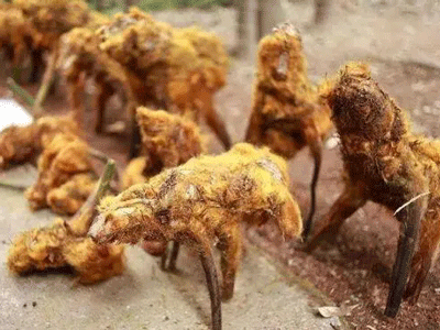 金毛狗脊（原生态）